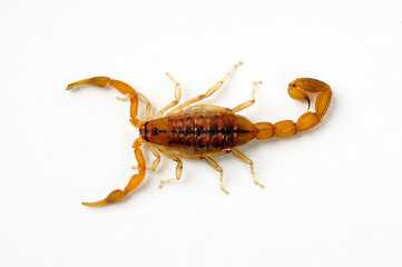 Afrikanischer Dickschwanz-Skorpion // Common Lesser-Thicktail Scorpion (Uroplectes carinatus)