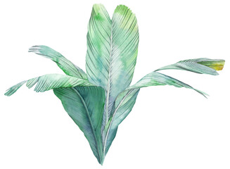 Tropical green leaf drawn in watercolor isolated on white background. Botanical illustration.