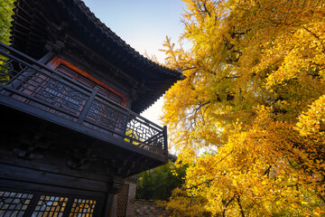 Fototapeta premium chinese temple with trees