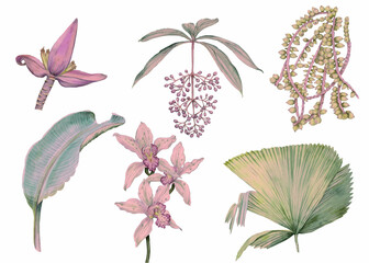 Tropical plants drawn in watercolor isolated on a white background. Banana flower and leaf, palm seed, palm leaf, medinilla and orchid.