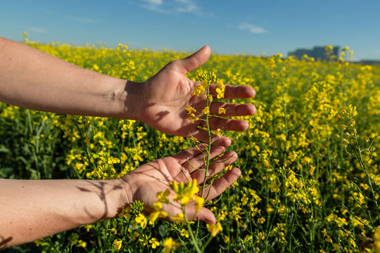 Canola flowers being held in human hand on oilseed feeld background