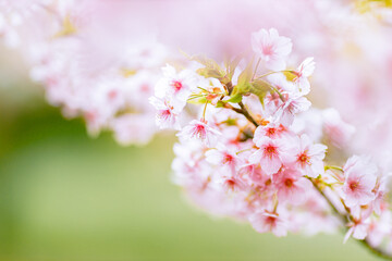 	ふんわり可愛い河津桜
