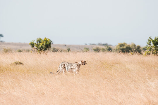 Cheetah roaming in the savannah of Kenya, Africa