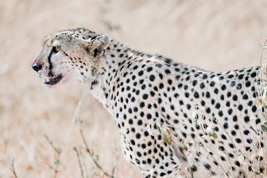 Cheetah observing the savannah in Kenya, Africa