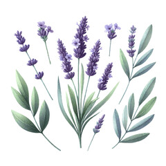 Fototapeta premium lavender flower plant with leaves watercolor paint on white for greeting card wedding design
