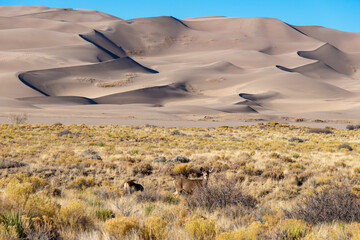 A herd of deer grazes in the desert near sand dunes, Great Sand Dunes NP, Preserve Colorado