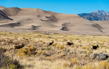 A herd of deer grazes in the desert near sand dunes, Great Sand Dunes NP, Preserve Colorado