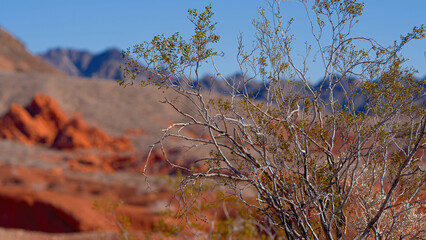 The typical landscape with red rocks and sandstones in the Arizona Desert - travel photography
