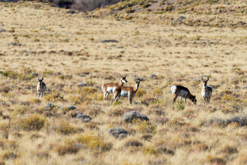 Fototapeta na wymiar A herd of deer grazes in the desert near sand dunes, Great Sand Dunes NP, Preserve Colorado