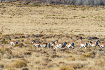 A herd of deer grazes in the desert near sand dunes, Great Sand Dunes NP, Preserve Colorado