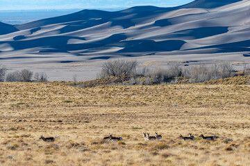 A herd of deer grazes in the desert near sand dunes, Great Sand Dunes NP, Preserve Colorado