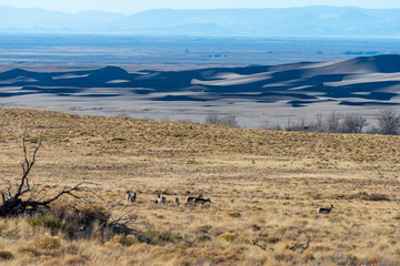A herd of deer grazes in the desert near sand dunes, Great Sand Dunes NP, Preserve Colorado, USA