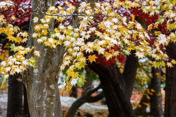雪の紅葉