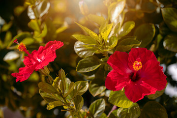 Czerwony kwiat kwitnącej ketmii syryjskiej, rozmyte tło. Płatki róży chińskiej (Hibiscus syriacus) - obrazy, fototapety, plakaty