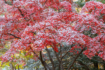 雪の紅葉