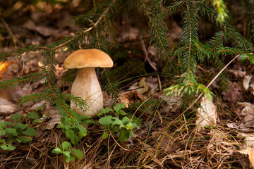 Porcini mushroom growing in pine tree forest at autumn season..