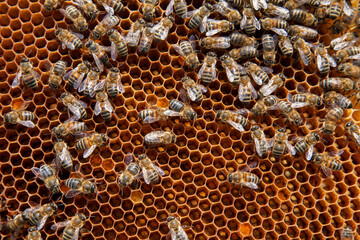 Working bees in a hive on honeycomb. Close up view of the working bees on honeycomb. .