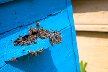 Swarming bees at the entrance of old beehive in apiary..