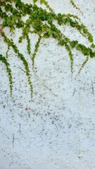 White wall with a green vine climbing up the wall.