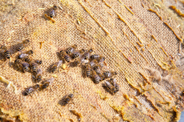 Bees swarming on vintage textile background..