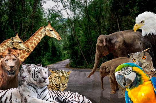 World Wildlife Day ,World Animal Day and Wildlife Day concept. Elephant, tiger,  parrot and forest. Saving planet and protect nature reserve, protection of endangered species.