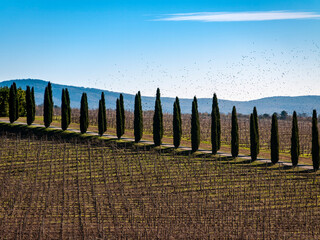 Italia, Toscana, Siena, zona del Chianti, la campagna d'autunno.