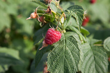 Ripe and unripe raspberry in the fruit garden. Growing natural bush of raspberry. Branch of...