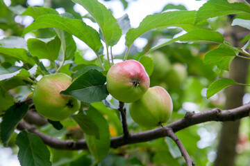 Shiny delicious green apples on a branch ready to be harvested in an apple orchard..