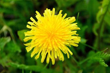 yellow dandelion isolated on the meadow top view close up 