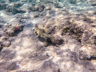Whitespotted Puffer (Arothron hispidus) at coral reef..