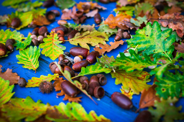 Oak Tree Autumn Leafs on a Table Lay Flat Design Full Frame Copy Space Background
