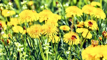 Yellow dandelion flowers on green meadow. Nature background.