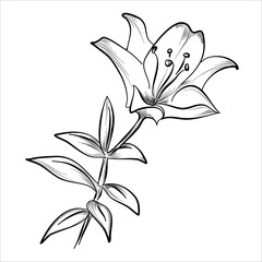 hand drawing of a lily flower, vector