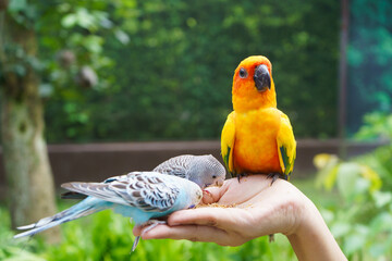 Parrots Feeding On Hands