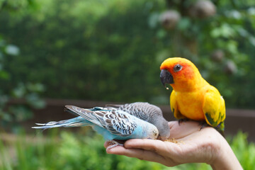 Parrots Feeding On Hands