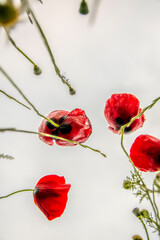 Fototapeta premium red poppies