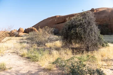 Deurstickers A relatively green desert landscape near Spitzkoppe, a famous landmark in Namibia. © Goldilock Project