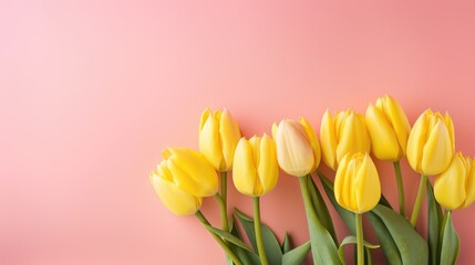 Spring yellow tulips on a pink background, a holiday card. Mother's Day, women's Day, Valentine's Day.