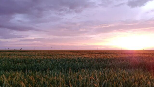 Beautiful sunset over a field of green wheat. The sun sets over the field
