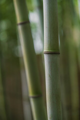 背景素材 竹林の風景