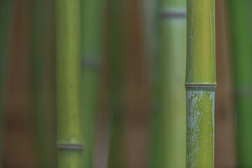 背景素材 竹林の風景