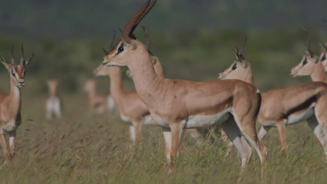 Long lens pan of a herd of Thomson's gazelles (Eudorcas thomsonii) scattering from a predator through the savannah at morning in Africa.