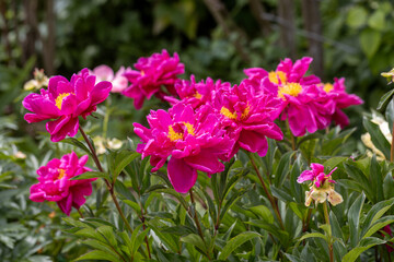 Pink flowers peonies flowering on background pink peonies. Peonies garden. 