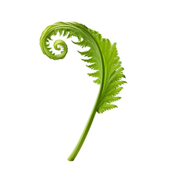 Fiddlehead fern leaf isolated background