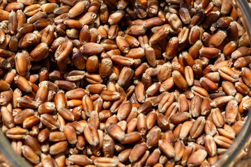 Wheat grain as background texture