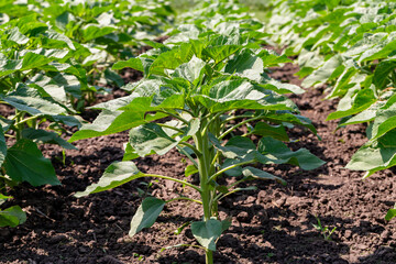 A close-up of a sprout of sunflower sprouts lit by the afternoon sun on fertile black soil. Concept agro culture.