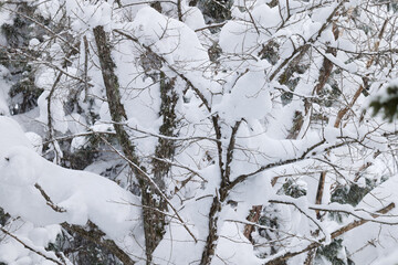 新雪の付着した樹木