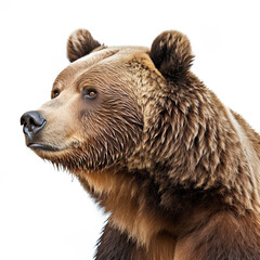 Fototapeta premium Brown Bear vector