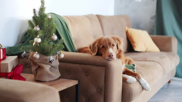 A leisurely Nova Scotia Duck Tolling Retriever lounges on a sofa, by a decorated Christmas tree, embodying the calm of holiday home life