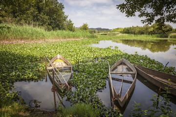 Pequeñas barcas de madera sobre la vegetación de un lago en calma